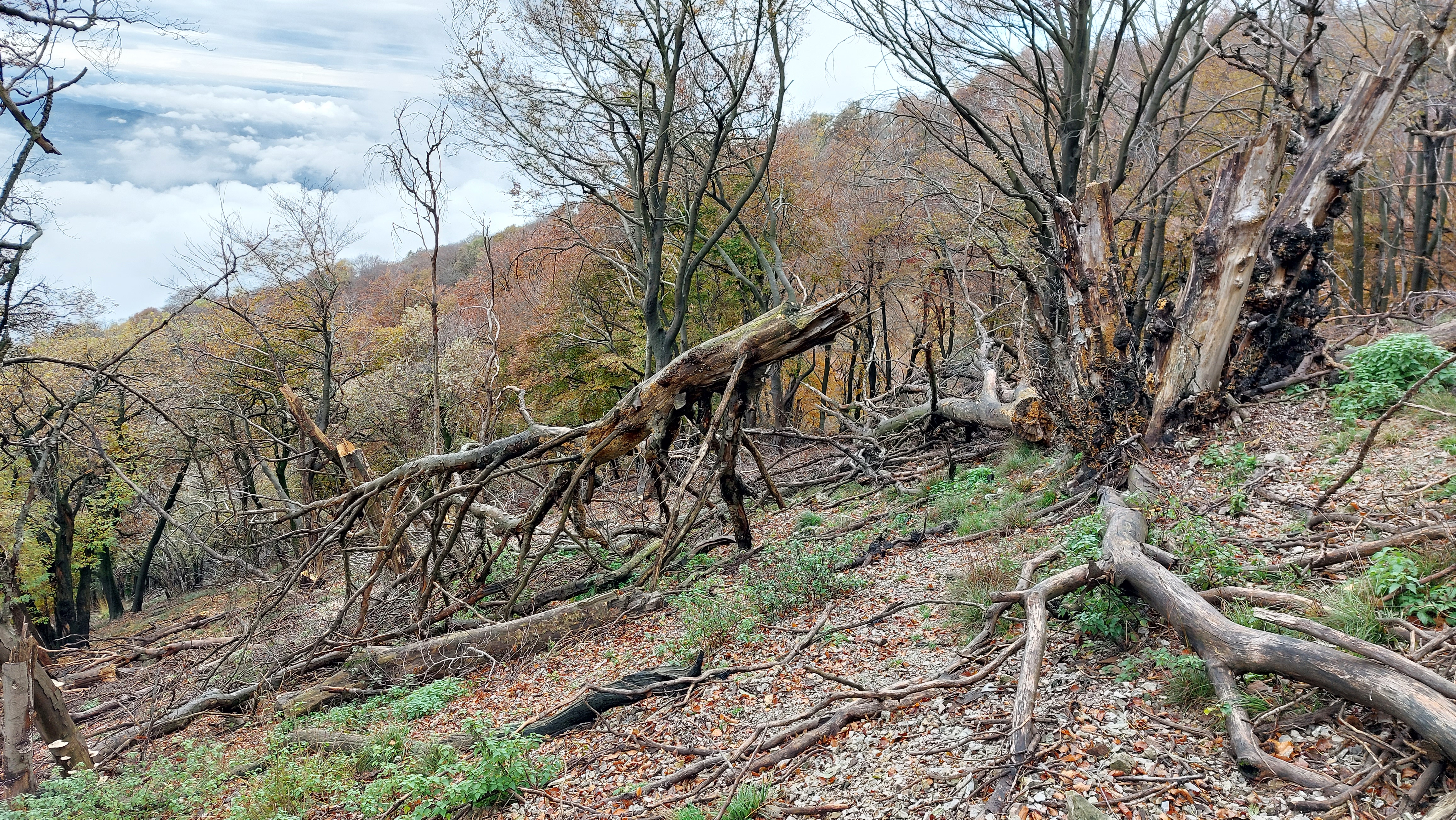 alberi schiantati