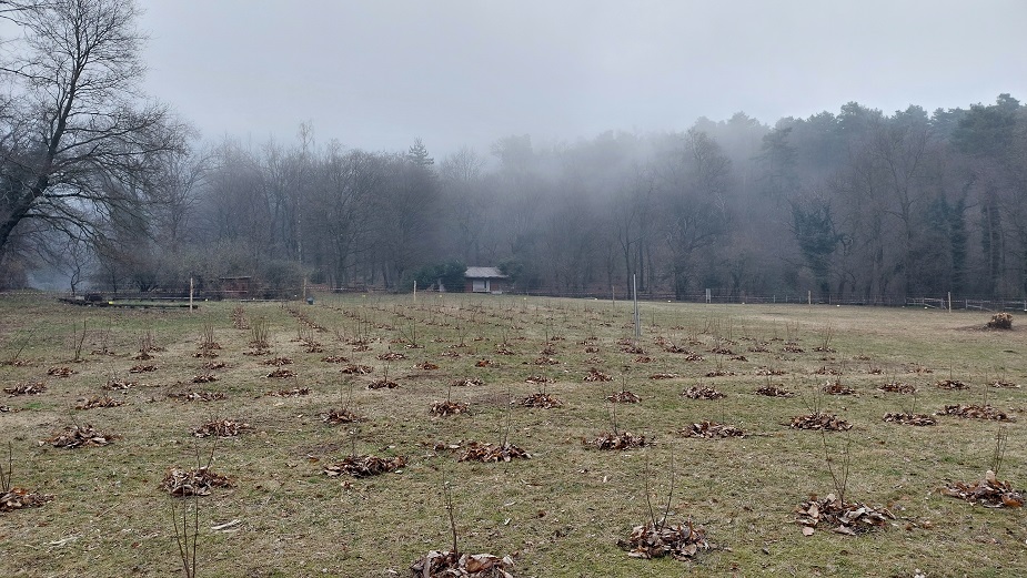 Piantine di Ribes in campo